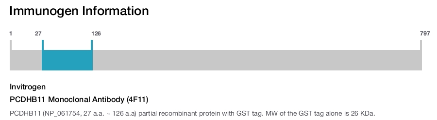 PCDHB11 Monoclonal Antibody (4F11)