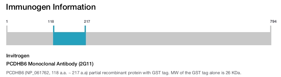 PCDHB6 Monoclonal Antibody (2G11)