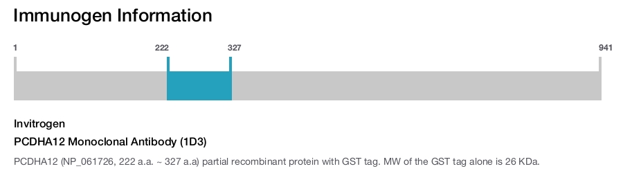 PCDHA12 Monoclonal Antibody (1D3)