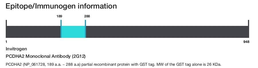 PCDHA2 Monoclonal Antibody (2G12)