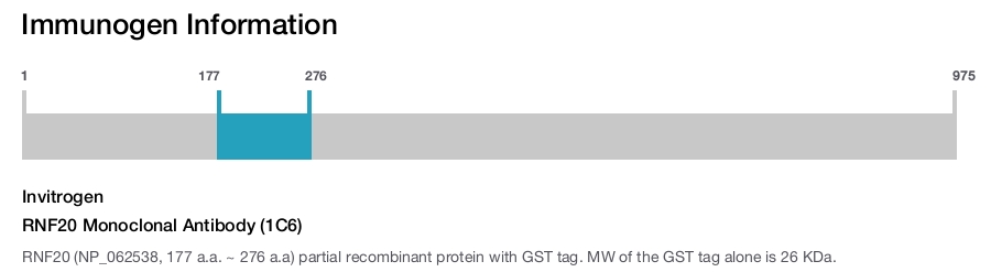 RNF20 Monoclonal Antibody (1C6)