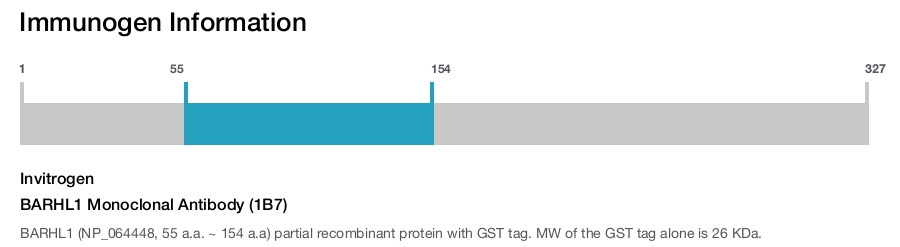 BARHL1 Monoclonal Antibody (1B7)