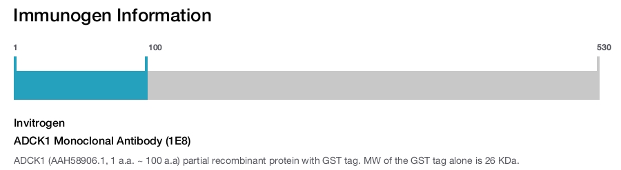ADCK1 Monoclonal Antibody (1E8)