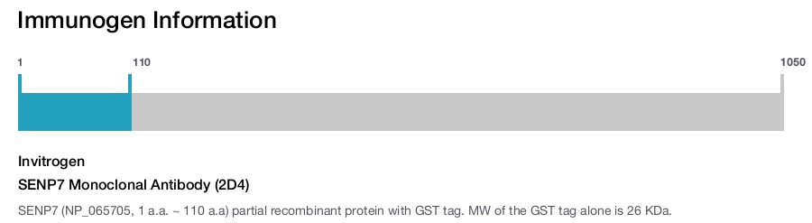 SENP7 Monoclonal Antibody (2D4)