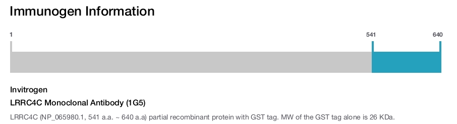 LRRC4C Monoclonal Antibody (1G5)