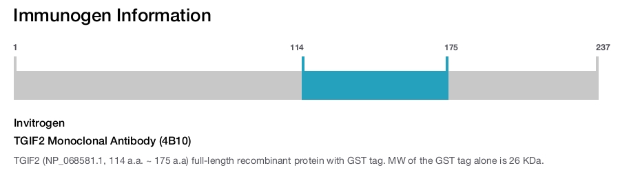 TGIF2 Monoclonal Antibody (4B10)