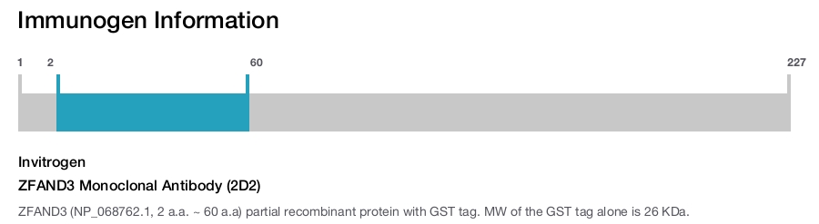 ZFAND3 Monoclonal Antibody (2D2)