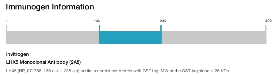 LHX5 Monoclonal Antibody (2A8)