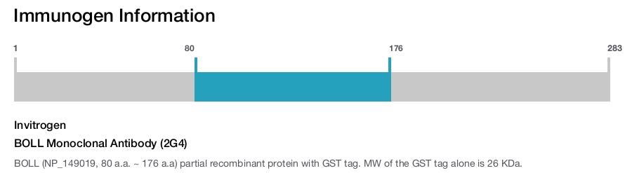 BOLL Monoclonal Antibody (2G4)