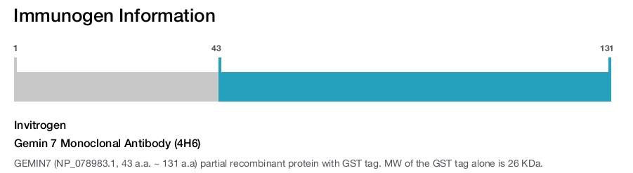 Gemin 7 Monoclonal Antibody (4H6)