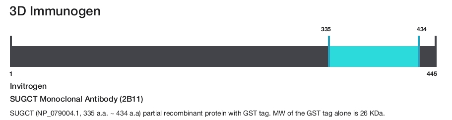 SUGCT Monoclonal Antibody (2B11)