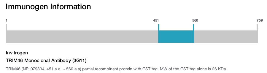 TRIM46 Monoclonal Antibody (3G11)