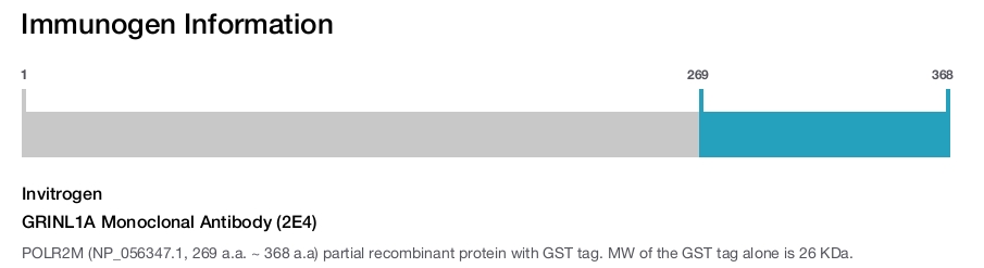 GRINL1A Monoclonal Antibody (2E4)