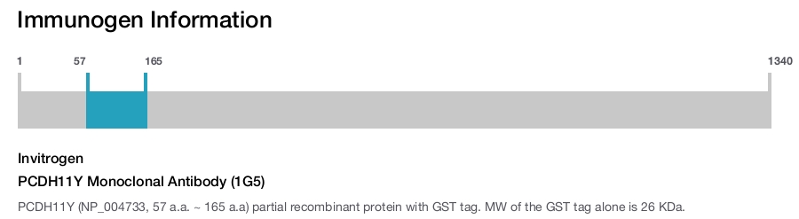 PCDH11Y Monoclonal Antibody (1G5)