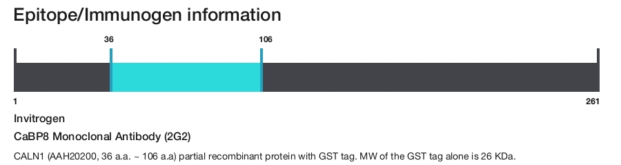 CaBP8 Monoclonal Antibody (2G2)