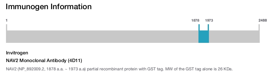 NAV2 Monoclonal Antibody (4D11)