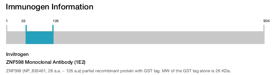 ZNF598 Monoclonal Antibody (1E2)