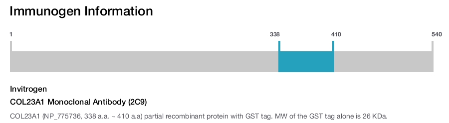 COL23A1 Monoclonal Antibody (2C9)