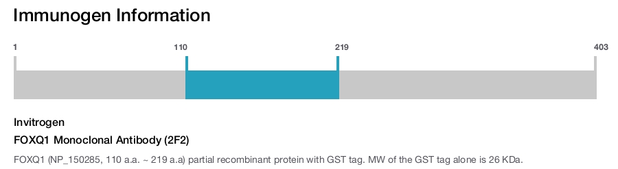 FOXQ1 Monoclonal Antibody (2F2)