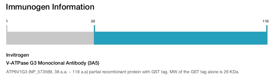 V-ATPase G3 Monoclonal Antibody (3A5)