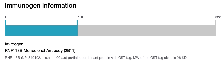 RNF113B Monoclonal Antibody (2B11)