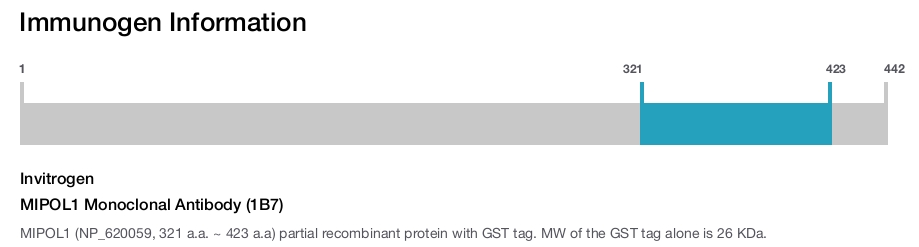 MIPOL1 Monoclonal Antibody (1B7)