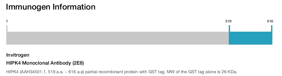 HIPK4 Monoclonal Antibody (2E8)