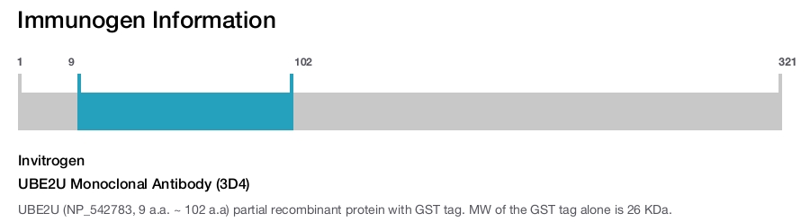 UBE2U Monoclonal Antibody (3D4)