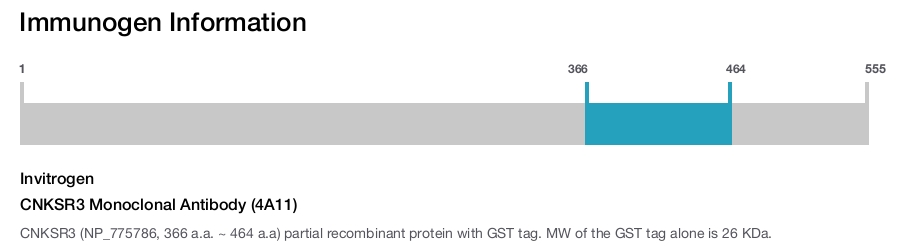 CNKSR3 Monoclonal Antibody (4A11)