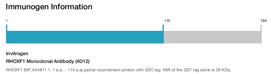 RHOXF1 Monoclonal Antibody (4D12)