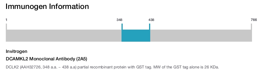 DCAMKL2 Monoclonal Antibody (2A5)