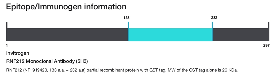 RNF212 Monoclonal Antibody (5H3)