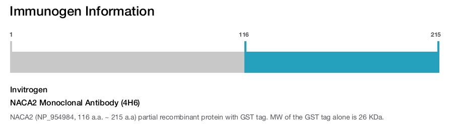 NACA2 Monoclonal Antibody (4H6)