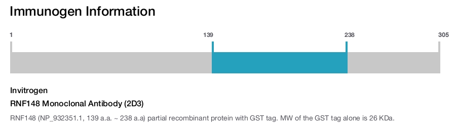 RNF148 Monoclonal Antibody (2D3)