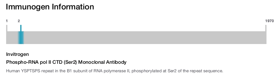 Phospho-RNA pol II CTD (Ser2) Monoclonal Antibody