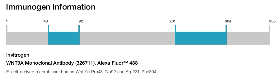 WNT9A Monoclonal Antibody (326711), Alexa Fluor™ 488