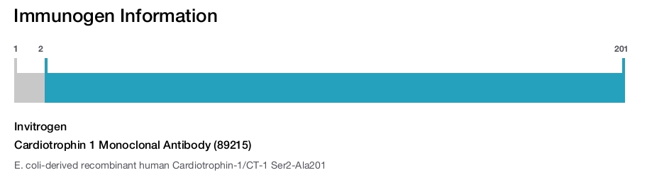 Cardiotrophin 1 Monoclonal Antibody (89215)