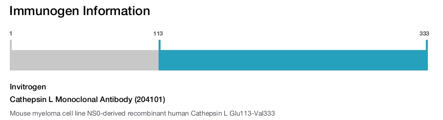 Cathepsin L Monoclonal Antibody (204101)