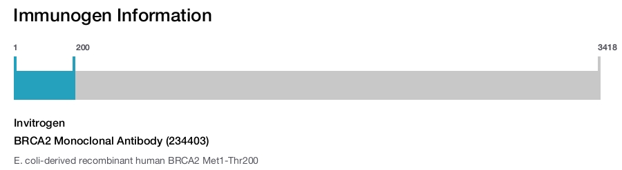 BRCA2 Monoclonal Antibody (234403)