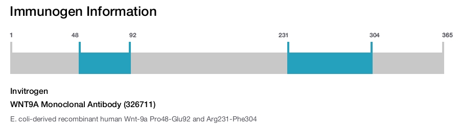 WNT9A Monoclonal Antibody (326711)