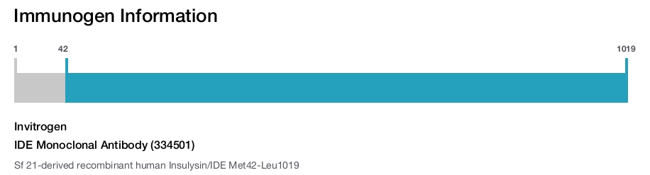 IDE Monoclonal Antibody (334501)