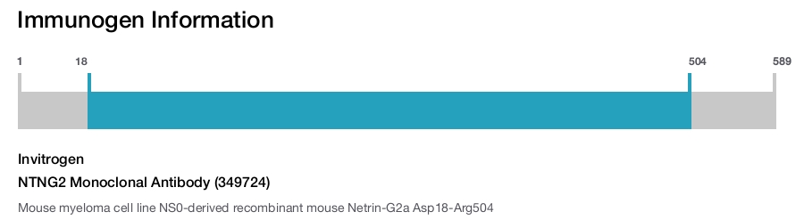 NTNG2 Monoclonal Antibody (349724)