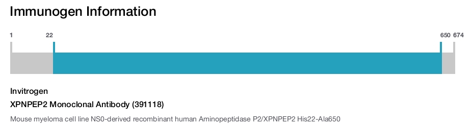 XPNPEP2 Monoclonal Antibody (391118)
