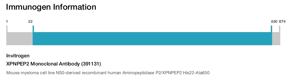 XPNPEP2 Monoclonal Antibody (391131)