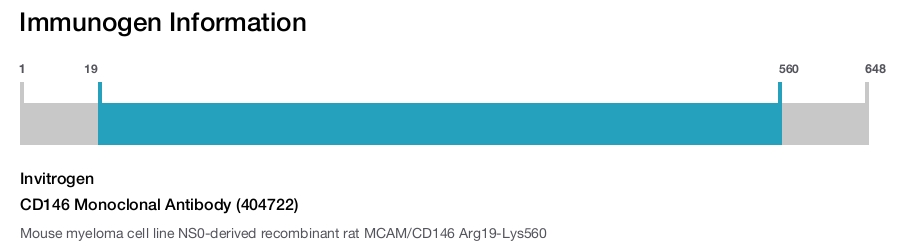 CD146 Monoclonal Antibody (404722)