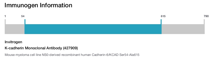 K-cadherin Monoclonal Antibody (427909)