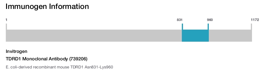 TDRD1 Monoclonal Antibody (739206)