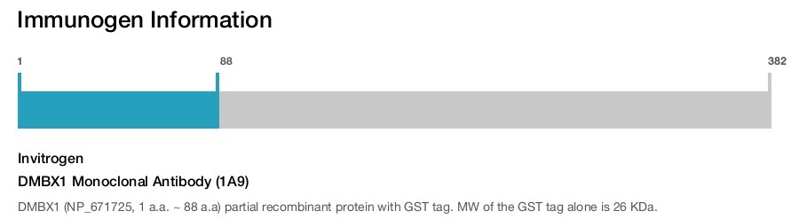 DMBX1 Monoclonal Antibody (1A9)