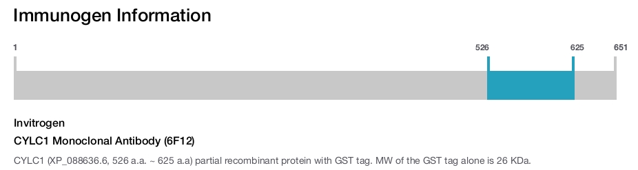CYLC1 Monoclonal Antibody (6F12)