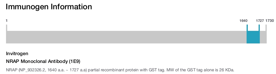 NRAP Monoclonal Antibody (1E9)
